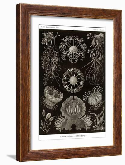Funji-Ernst Haeckel-Framed Art Print