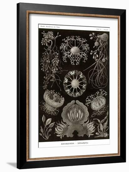 Funji-Ernst Haeckel-Framed Art Print