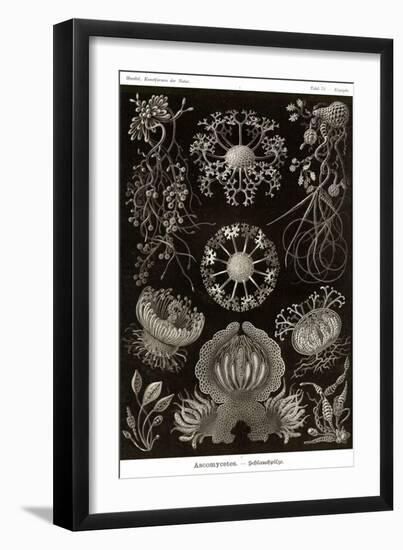 Funji-Ernst Haeckel-Framed Art Print