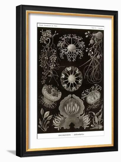 Funji-Ernst Haeckel-Framed Art Print