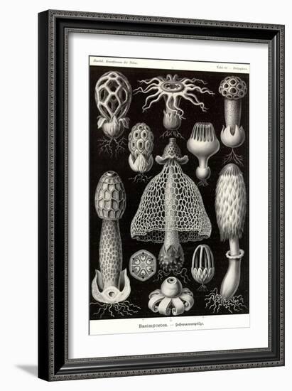 Funji-Ernst Haeckel-Framed Premium Giclee Print