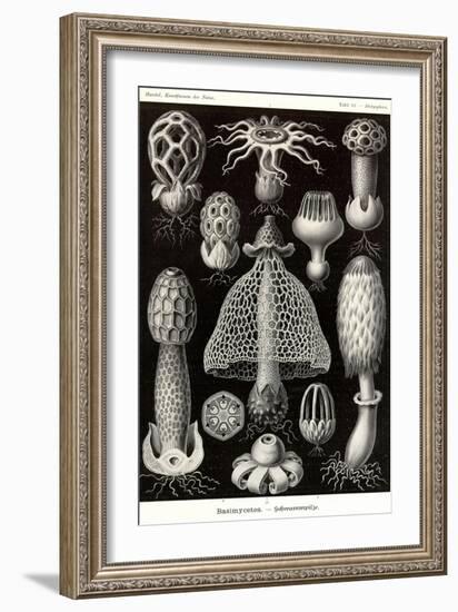 Funji-Ernst Haeckel-Framed Art Print