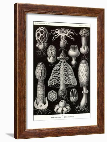 Funji-Ernst Haeckel-Framed Art Print