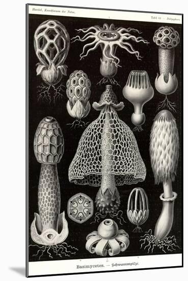 Funji-Ernst Haeckel-Mounted Art Print
