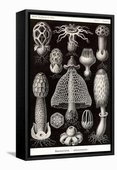 Funji-Ernst Haeckel-Framed Stretched Canvas