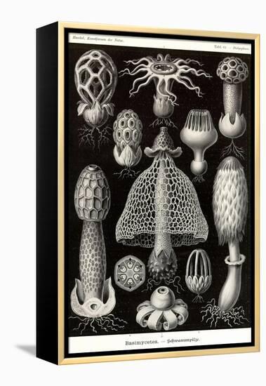 Funji-Ernst Haeckel-Framed Stretched Canvas