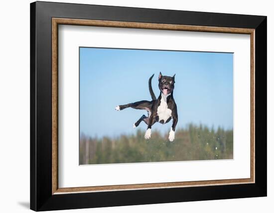 Funny American Staffordshire Terrier Dog with Crazy Eyes Flying in the Air-Grigorita Ko-Framed Photographic Print