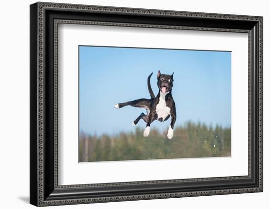 Funny American Staffordshire Terrier Dog with Crazy Eyes Flying in the Air-Grigorita Ko-Framed Photographic Print