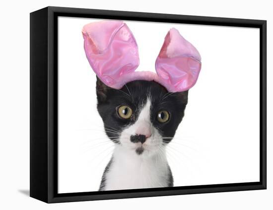 Funny Black and White Kitten Wearing Pink Easter Bunny Ears-Hannamariah-Framed Premier Image Canvas