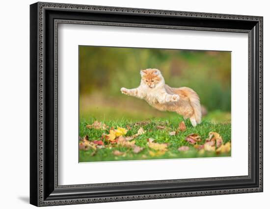 Funny Cat Flying in the Air in Autumn-Grigorita Ko-Framed Photographic Print