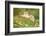 Funny Cat Flying in the Air in Autumn-Grigorita Ko-Framed Photographic Print