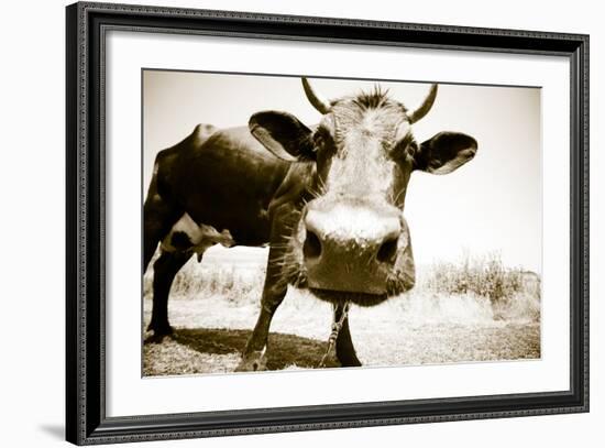 Funny Cow Stains-ongap-Framed Photographic Print