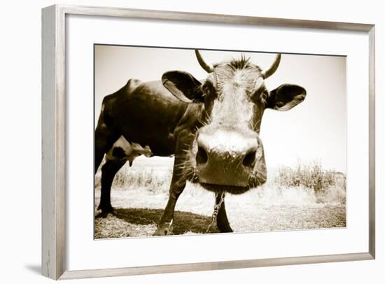 Funny Cow Stains-ongap-Framed Photographic Print