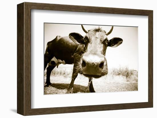 Funny Cow Stains-ongap-Framed Photographic Print