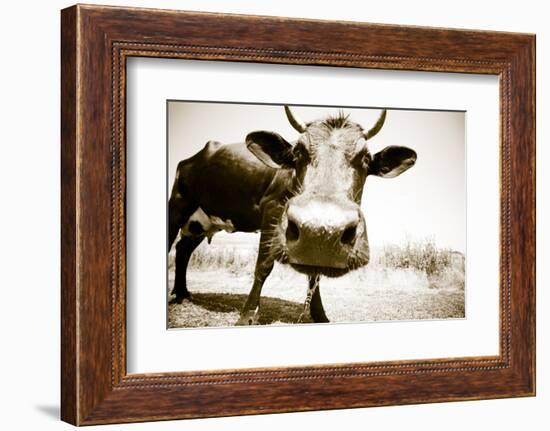 Funny Cow Stains-ongap-Framed Photographic Print