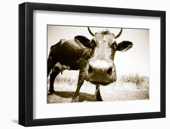 Funny Cow Stains-ongap-Framed Photographic Print