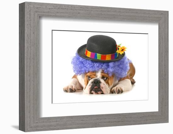 Funny Dog - English Bulldog Dressed Up Like A Clown Isolated On White Background-Willee Cole-Framed Photographic Print