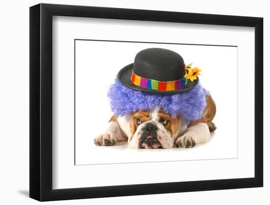 Funny Dog - English Bulldog Dressed Up Like A Clown Isolated On White Background-Willee Cole-Framed Photographic Print