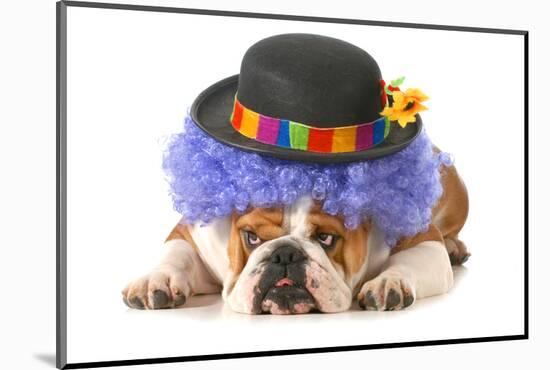 Funny Dog - English Bulldog Dressed Up Like A Clown Isolated On White Background-Willee Cole-Mounted Photographic Print