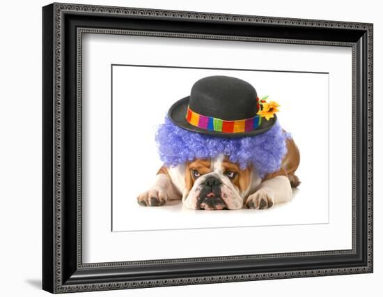 Funny Dog - English Bulldog Dressed Up Like A Clown Isolated On White Background-Willee Cole-Framed Photographic Print