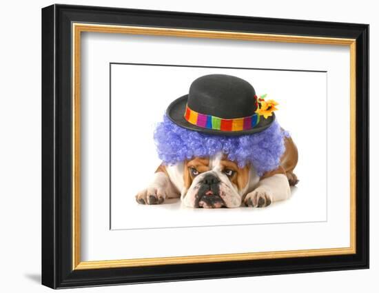 Funny Dog - English Bulldog Dressed Up Like A Clown Isolated On White Background-Willee Cole-Framed Photographic Print