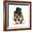 Funny Dog - Grumpy Looking Bulldog Dressed Up In A Tophat And Black Tie-Willee Cole-Framed Photographic Print