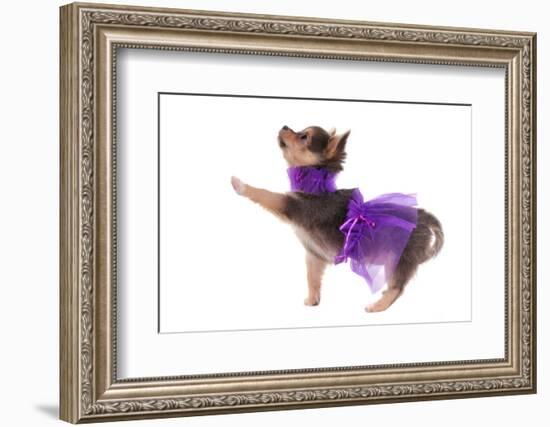 Funny Dressed Chihuahua Marching With A Paw Up, Isolated-vitalytitov-Framed Photographic Print