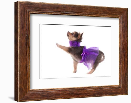 Funny Dressed Chihuahua Marching With A Paw Up, Isolated-vitalytitov-Framed Photographic Print