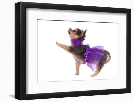 Funny Dressed Chihuahua Marching With A Paw Up, Isolated-vitalytitov-Framed Photographic Print