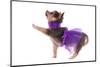 Funny Dressed Chihuahua Marching With A Paw Up, Isolated-vitalytitov-Mounted Photographic Print
