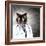 Funny Fluffy Cat Doctor In A Robe And Glasses. Collage-Sergey Nivens-Framed Photographic Print