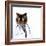 Funny Fluffy Cat Doctor in a Robe and Glasses. Collage-Sergey Nivens-Framed Photographic Print