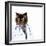 Funny Fluffy Cat Doctor in a Robe and Glasses. Collage-Sergey Nivens-Framed Photographic Print