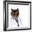 Funny Fluffy Cat Doctor in a Robe and Glasses. Collage-Sergey Nivens-Framed Photographic Print