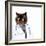 Funny Fluffy Cat Doctor in a Robe and Glasses. Collage-Sergey Nivens-Framed Photographic Print