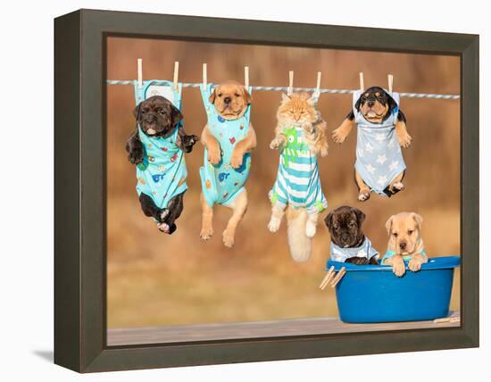 Funny Group of American Staffordshire Terrier Puppies with Little Red Cat Hanging on a Clothesline-Grigorita Ko-Framed Premier Image Canvas