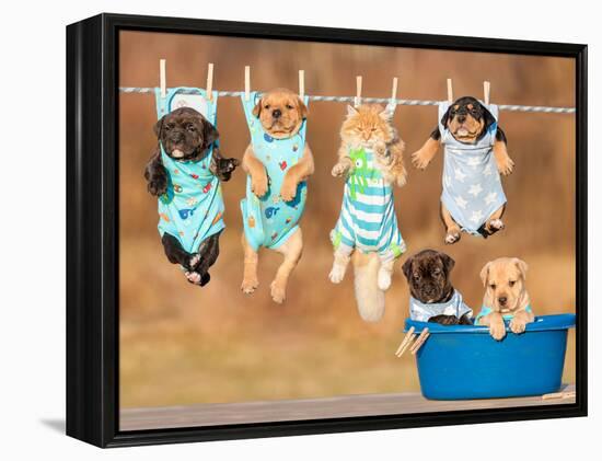 Funny Group of American Staffordshire Terrier Puppies with Little Red Cat Hanging on a Clothesline-Grigorita Ko-Framed Premier Image Canvas