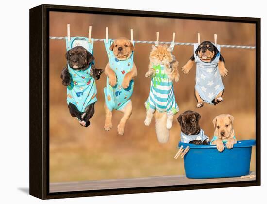 Funny Group of American Staffordshire Terrier Puppies with Little Red Cat Hanging on a Clothesline-Grigorita Ko-Framed Premier Image Canvas