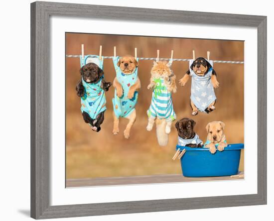 Funny Group of American Staffordshire Terrier Puppies with Little Red Cat Hanging on a Clothesline-Grigorita Ko-Framed Photographic Print