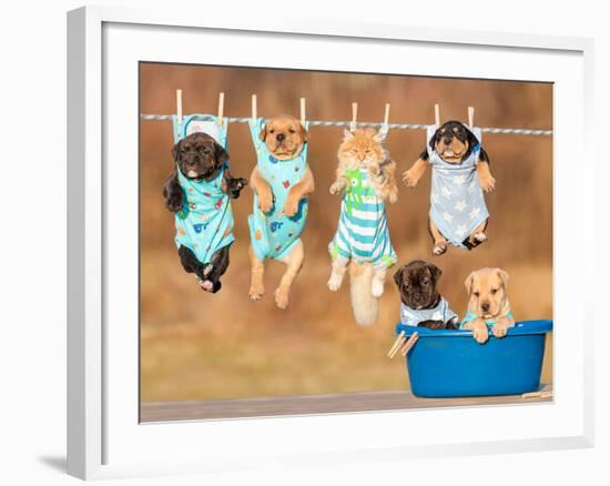 Funny Group of American Staffordshire Terrier Puppies with Little Red Cat Hanging on a Clothesline-Grigorita Ko-Framed Photographic Print