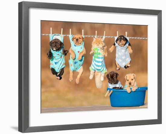 Funny Group of American Staffordshire Terrier Puppies with Little Red Cat Hanging on a Clothesline-Grigorita Ko-Framed Photographic Print