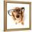 Funny Little Dachshund Wearing Glasses Distorted By Wide Angle Closeup. Focus On The Eyes-Hannamariah-Framed Premier Image Canvas