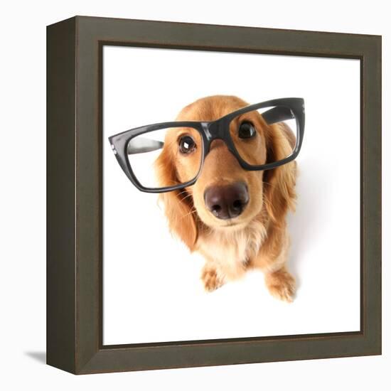 Funny Little Dachshund Wearing Glasses Distorted By Wide Angle Closeup. Focus On The Eyes-Hannamariah-Framed Premier Image Canvas