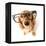 Funny Little Dachshund Wearing Glasses Distorted By Wide Angle Closeup. Focus On The Eyes-Hannamariah-Framed Premier Image Canvas