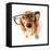 Funny Little Dachshund Wearing Glasses Distorted By Wide Angle Closeup. Focus On The Eyes-Hannamariah-Framed Premier Image Canvas