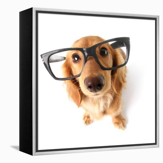 Funny Little Dachshund Wearing Glasses Distorted By Wide Angle Closeup. Focus On The Eyes-Hannamariah-Framed Premier Image Canvas