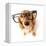 Funny Little Dachshund Wearing Glasses Distorted By Wide Angle Closeup. Focus On The Eyes-Hannamariah-Framed Premier Image Canvas