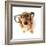 Funny Little Dachshund Wearing Glasses Distorted By Wide Angle Closeup. Focus On The Eyes-Hannamariah-Framed Photographic Print