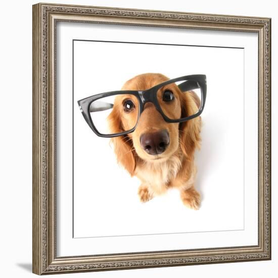 Funny Little Dachshund Wearing Glasses Distorted By Wide Angle Closeup. Focus On The Eyes-Hannamariah-Framed Photographic Print