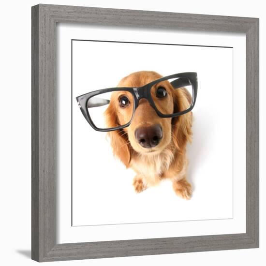 Funny Little Dachshund Wearing Glasses Distorted By Wide Angle Closeup. Focus On The Eyes-Hannamariah-Framed Photographic Print